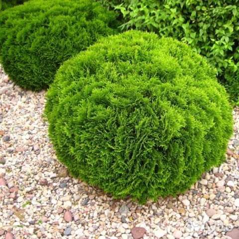 Туя западная Даника шаровидная