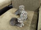 Милые шотландские котятки объявление продам