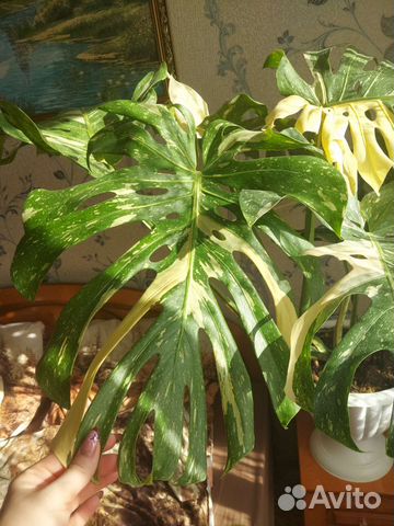 Монстера (крем брюле)