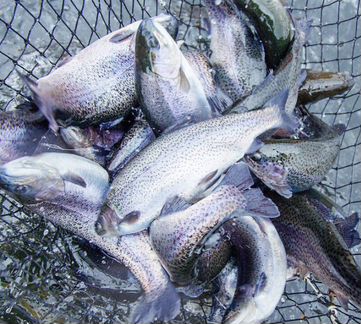 Форель охлажденная