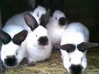 Калифорнийские кролики 2-3 месяца объявление продам