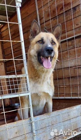 Собака Рыжик