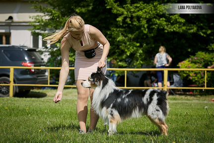 Кобель аусси на вязку