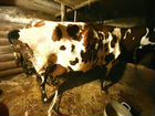 Айширская корова объявление продам