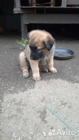 Собаки бесплатно в добрые руки щенки