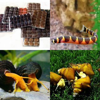 Рыбки-Раки-Улитки-Мотыль-Сомы-Артемия-Циклоп