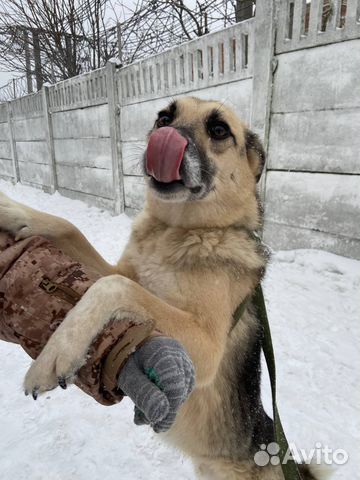 Очаровательный пес Муха в добрые руки