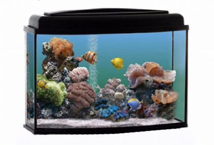 Аквариумы, террариумы, черепашник рыбки и растения