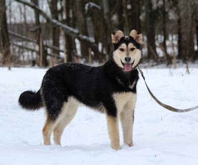 Хурма. Собака из приюта в добрые руки