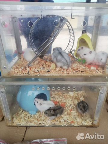 Джунгарский хомяк