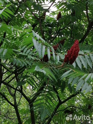 Саженцы сумах 500руб