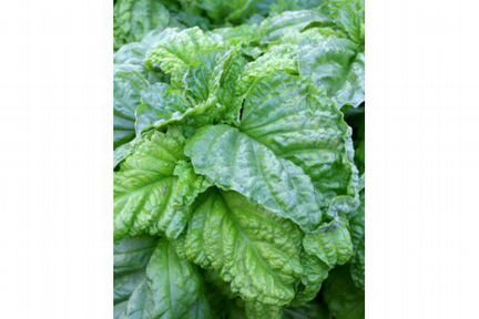 Базилик семена