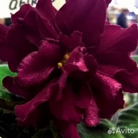 Фиалка ек-Бой Быков