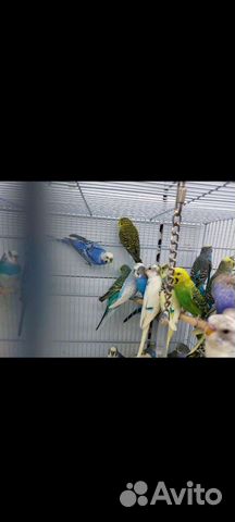 Волнистый попугай