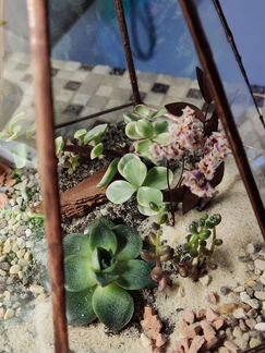 Флорариум, подарок на 14 февраля