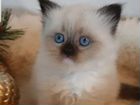 Кот Невский Маскарадный на вязку (за котенка) объявление продам