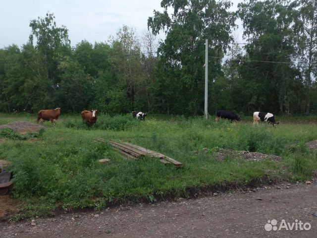 Телята бычки, двойные коровы