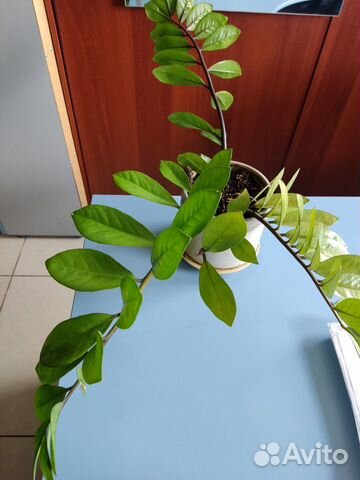 Комнатные цветы