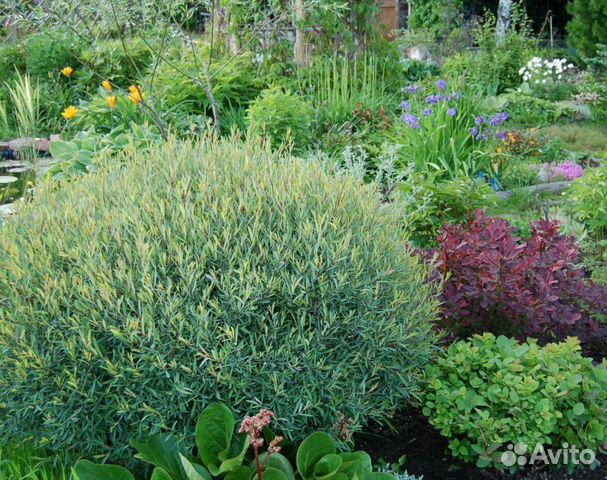 Саженцы Ивы