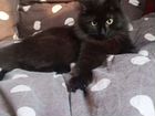 Пушистая ласковая черная кошка бесплатно объявление продам