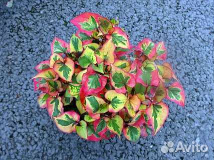 Хауттюйния