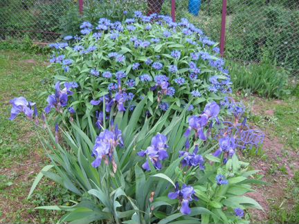 Ирисы,горный василек,астры многолетние и другие