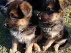 Чистокровные щенки немецкой овчарки объявление продам