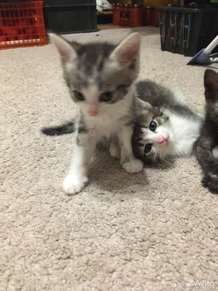 Котята в добрые руки