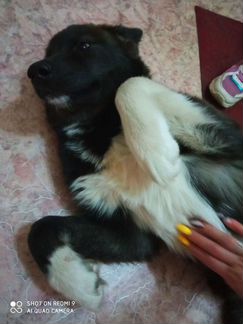 Собака в добрые руки щенок(маламут-хаски)