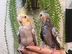 Попугай корелла птенцы выкормыши