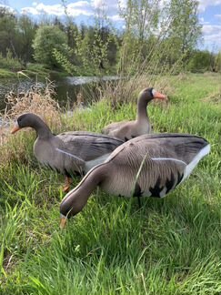 Чучела белолобого гуся North Way Антиблик