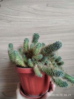 Алоэ, комнатные растения