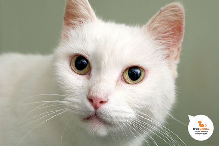 Ласси любит послушать и поговорить