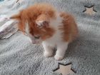 Рыжий котенок мальчик ищет добрых и заботливых хоз объявление продам