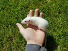 Крысы Альбиносы (Белые с Красными Глазами)