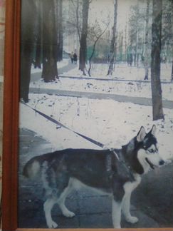 Хаски в хорошие руки