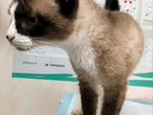 Тайская кошка в дар объявление продам