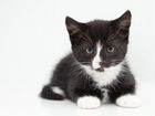 Пятнистые котята метисы от экзота объявление продам
