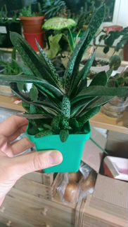 Гастерия пятнистая (Gasteria maculata) детки