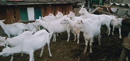Зааненские козы - фотография № 1