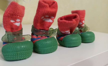 Ботинки для собак