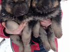 Собаки щенки немецкая овчарка
