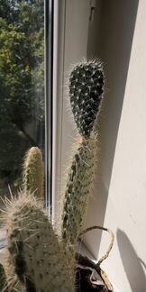 Детки кактуса крупной опунции, 10-20 см в высоту