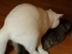 Шотландский кот на вязку.Проверен на потомство
