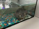 Черепаха с аквариумом и фильтром