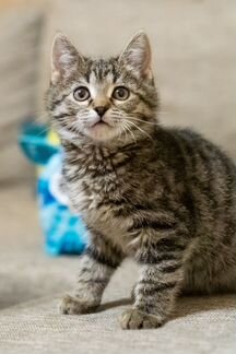 Котёнок Степа в добрые руки