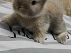 Декоративные кролики мини объявление продам
