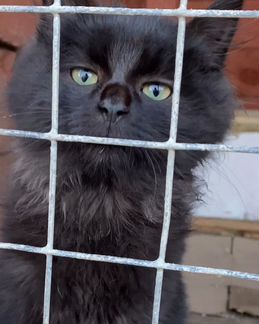 Спасенные котята