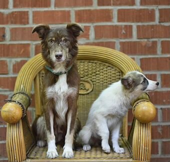 Щенок, мальчик. Маленькая собачка в кварти