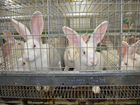 Кролики: французский гибрид Хиколь объявление продам